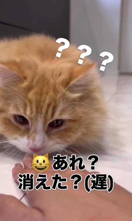 飼い主のマジックを見る猫