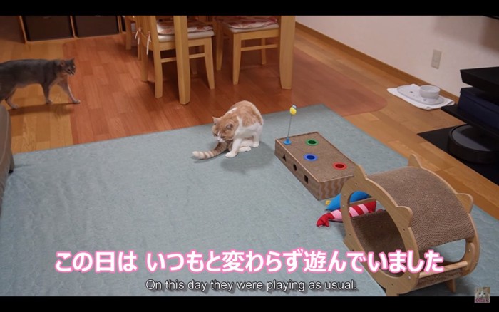 部屋で遊ぶ猫たち