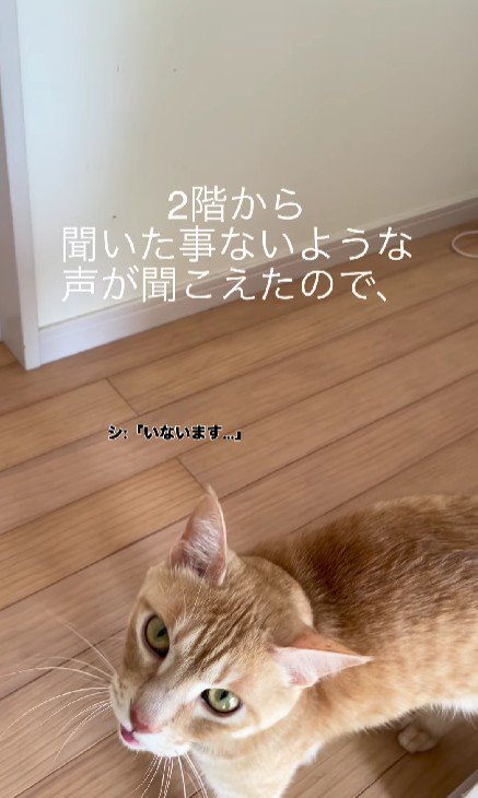 廊下を歩き回る猫