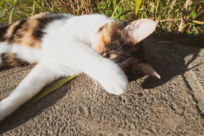 眩しそうにする猫