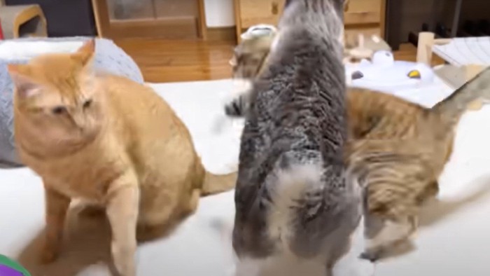 飛び掛かる猫