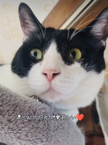 キャットタワーで寛ぐ白黒猫