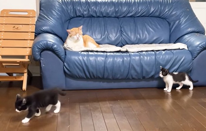ソファーに座ってくつろぐ猫