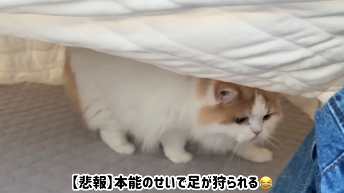 人の足を狙う猫