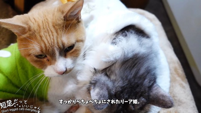 毛並みが乱れた長毛猫と茶白猫