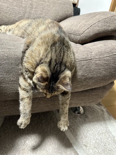 ソファから落ちそうな猫(正面)