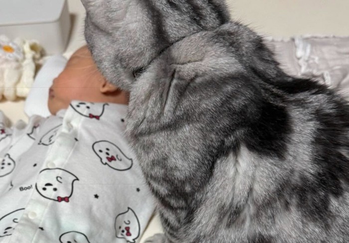 赤ちゃんを覗き込む猫