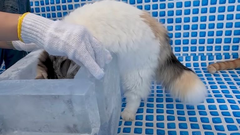 氷に頭を突っ込んでいる猫