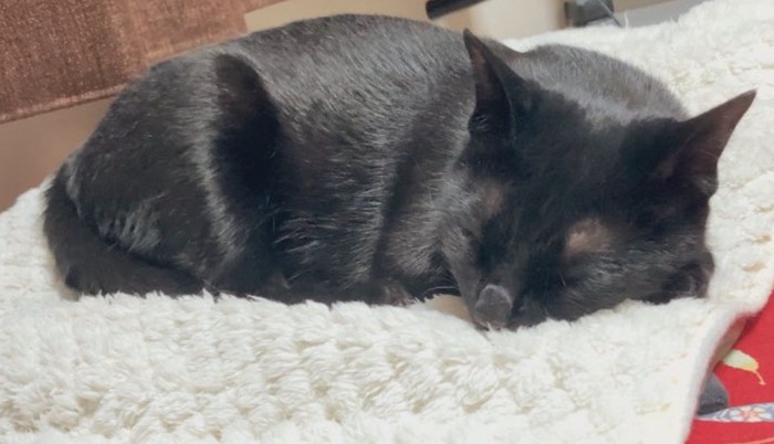 眠る黒猫