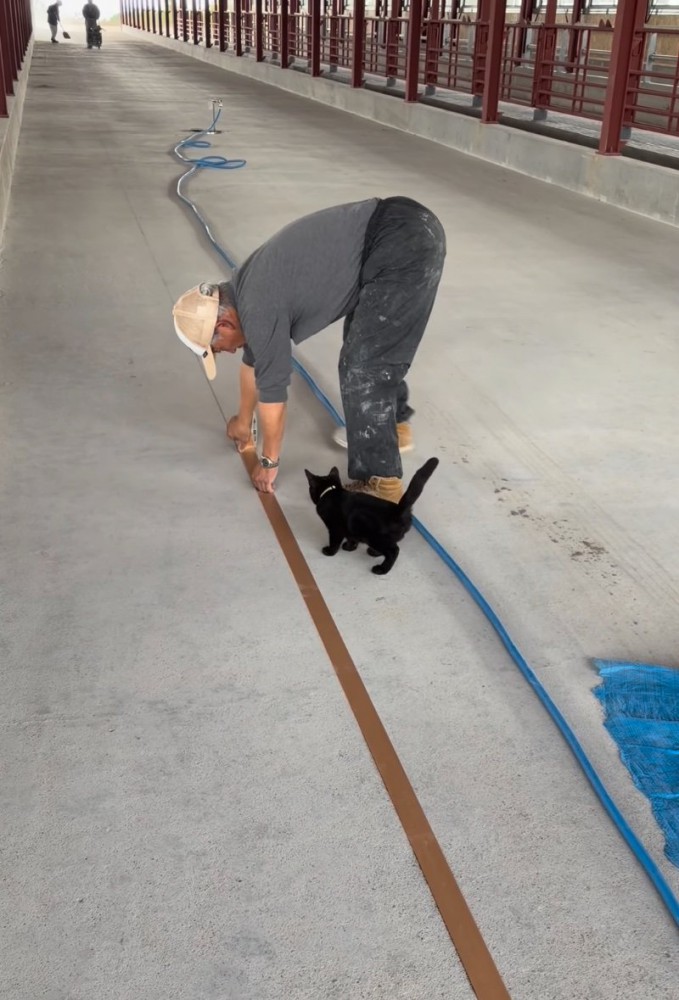 作業する男性と子猫