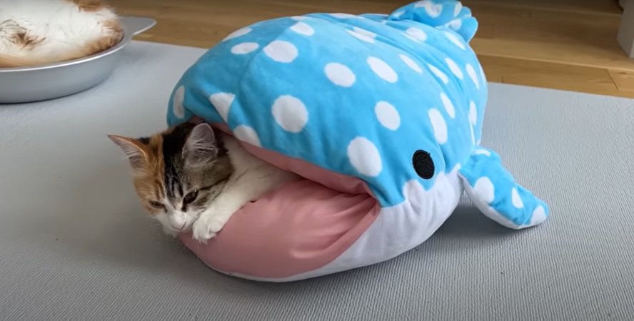 サメの中の猫