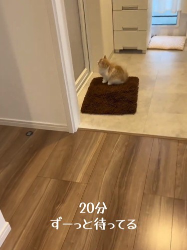 お風呂のドアの前に座る子猫