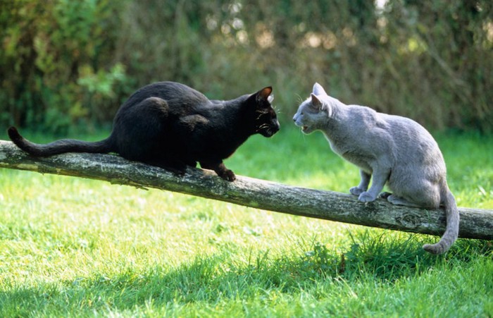 ケンカが起きそうな空気の二匹の猫