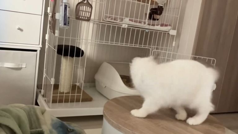 回っている猫