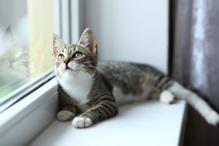 窓の外を見上げる猫