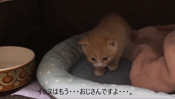 ベッドの上にいるウラちゃん