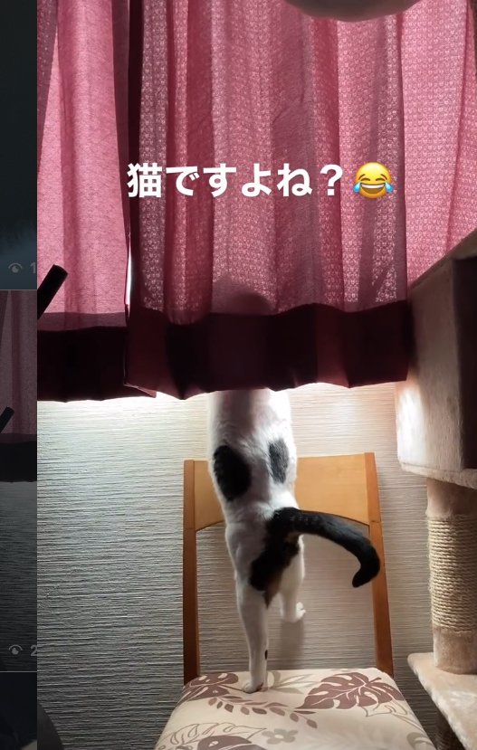 右後ろ足を壁につけたまま立っている猫の後ろ姿