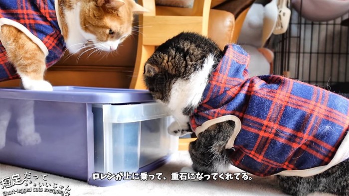 引き出しの上に乗る猫