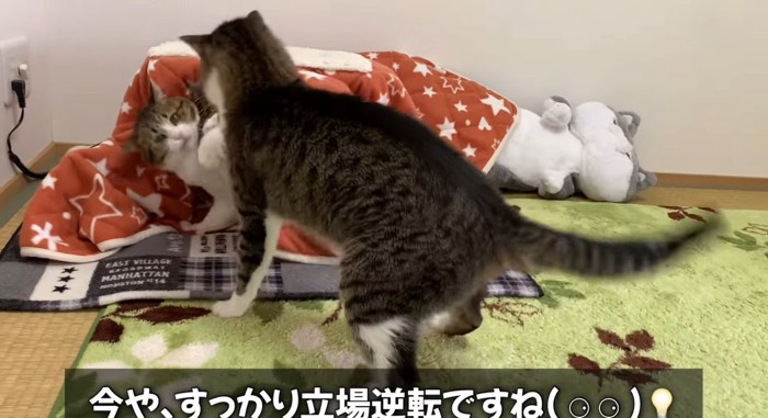 揉み合う猫