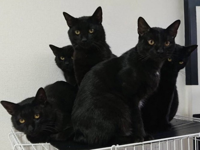 ケージの上でカメラ目線な黒猫たち
