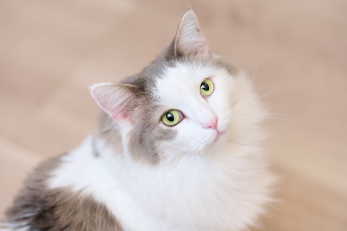 振り向く猫