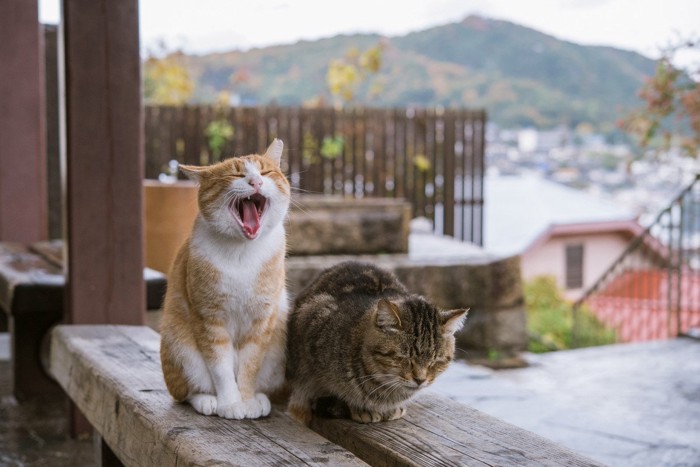 寝ている猫の隣であくびをする猫