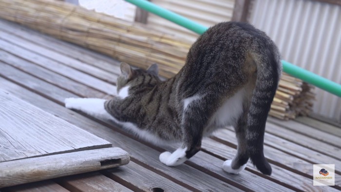 お尻を上げて伸びををする猫