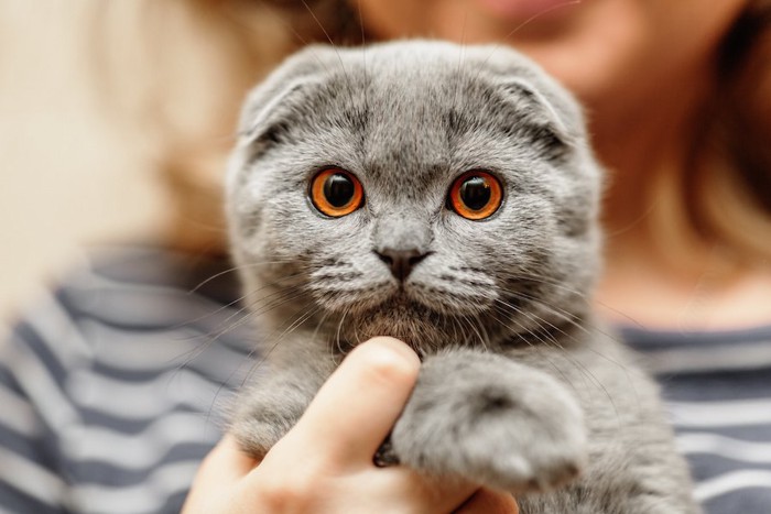 飼い主に抱かれたスコティッシュフォールド