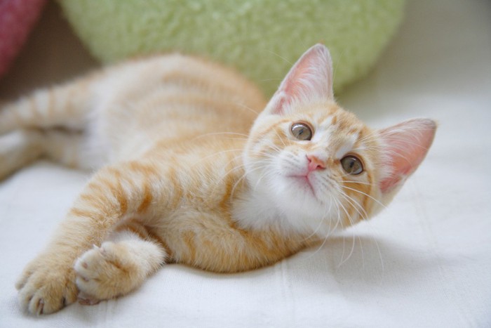 子猫