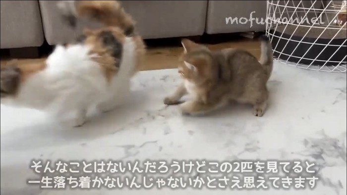 部屋の中で過ごす猫