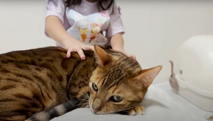 女の子になでられながら寝そべる猫