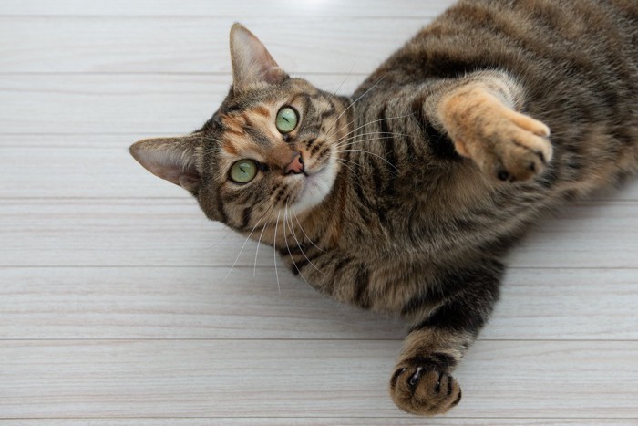 手招きする猫
