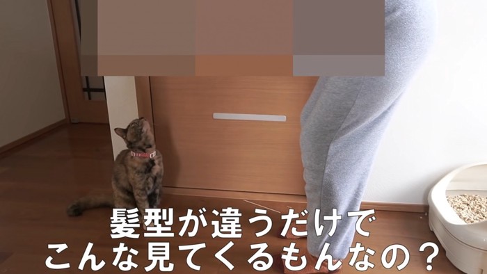 飼い主さんも驚き