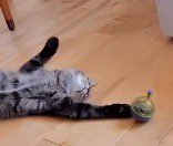 仰向けになったままおもちゃに前足を伸ばす猫