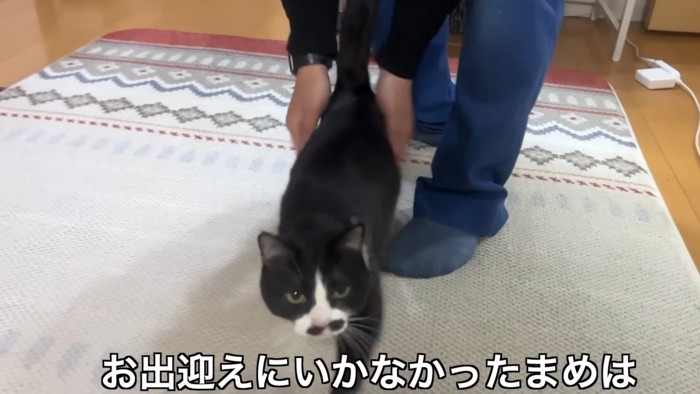 「お出迎えにいかなかったまめは」