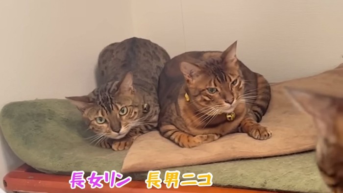 並んで座る2匹の猫