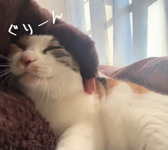 ぐりぐり撫でられる猫
