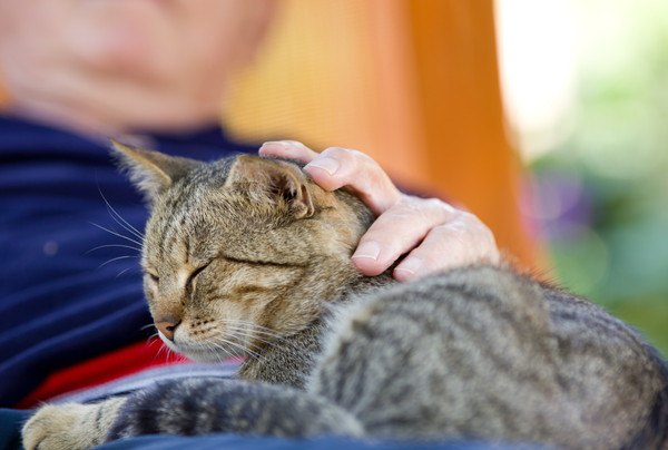 膝の上で頭をなでられる猫