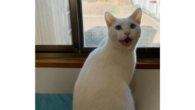 窓辺にいる猫