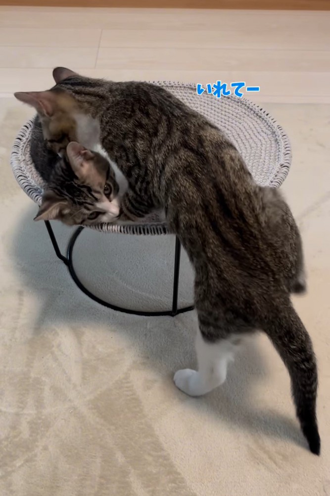 じゃれる2匹の猫