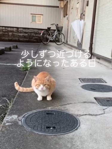 外で座ってカメラ目線の猫