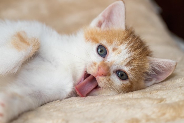 横になって口を開ける子猫