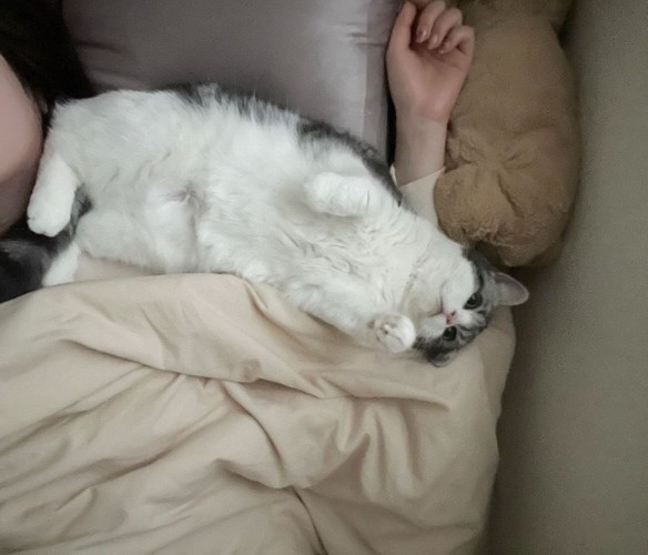 仰向けの猫