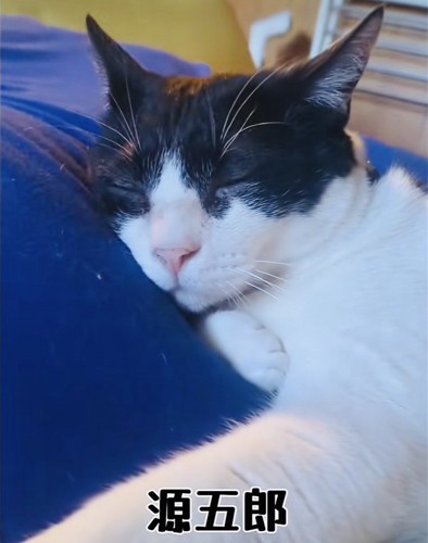 クッションの上で寝る白黒猫