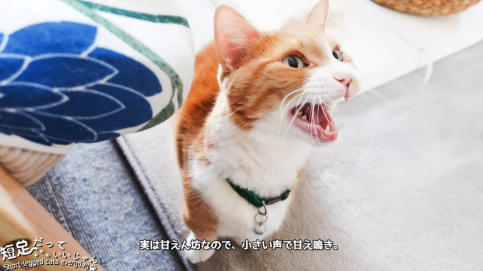 口を開ける猫