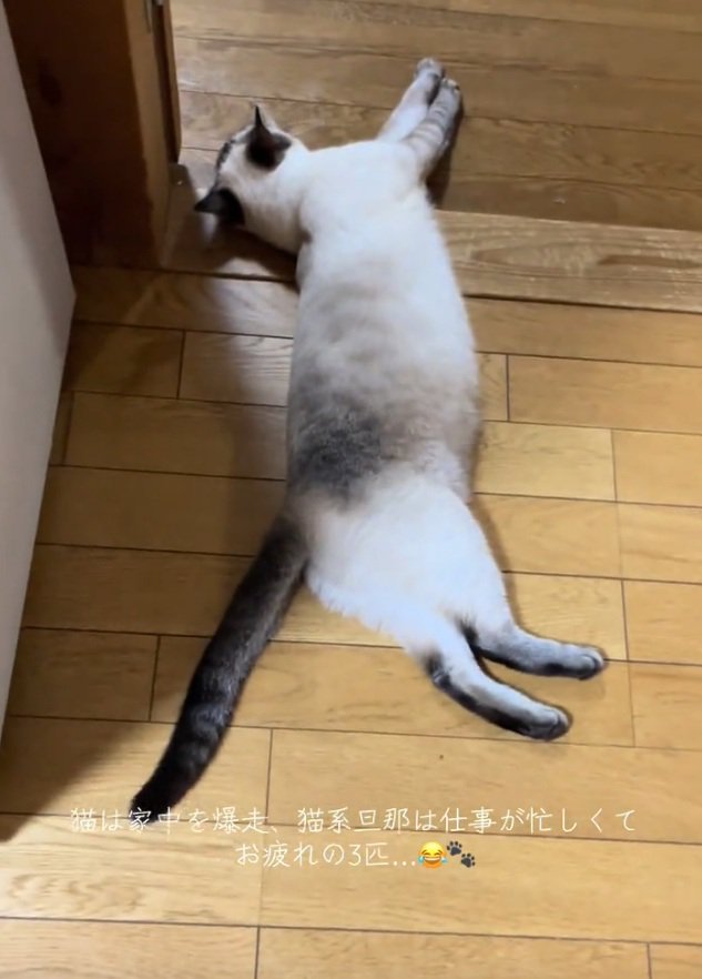 休む猫