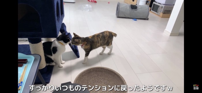 においを嗅ぎ合う猫たち