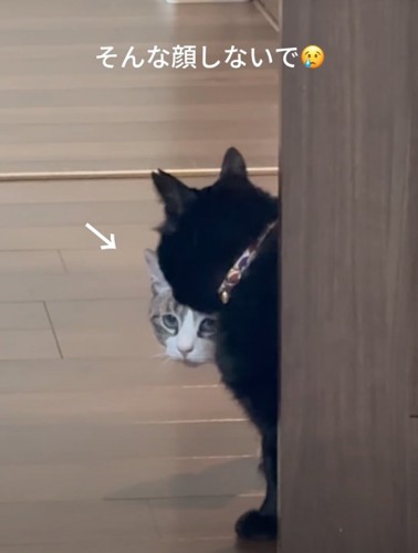 ドアから覗き込む猫たち4