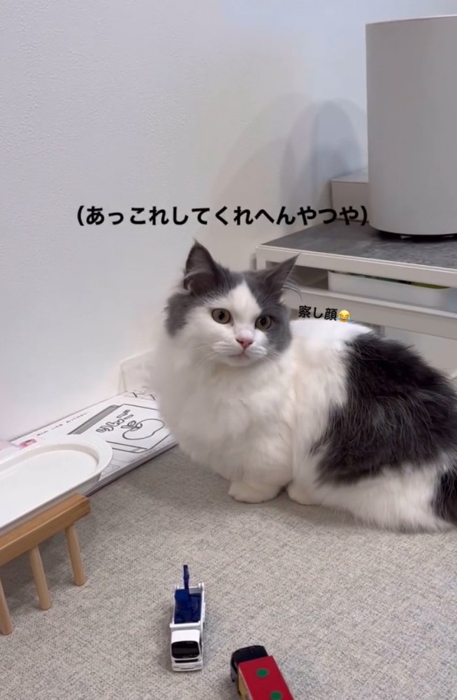 こちらを見つめる猫