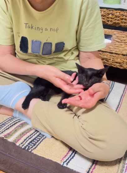 おばあちゃんの膝の上で眠る黒猫の子猫